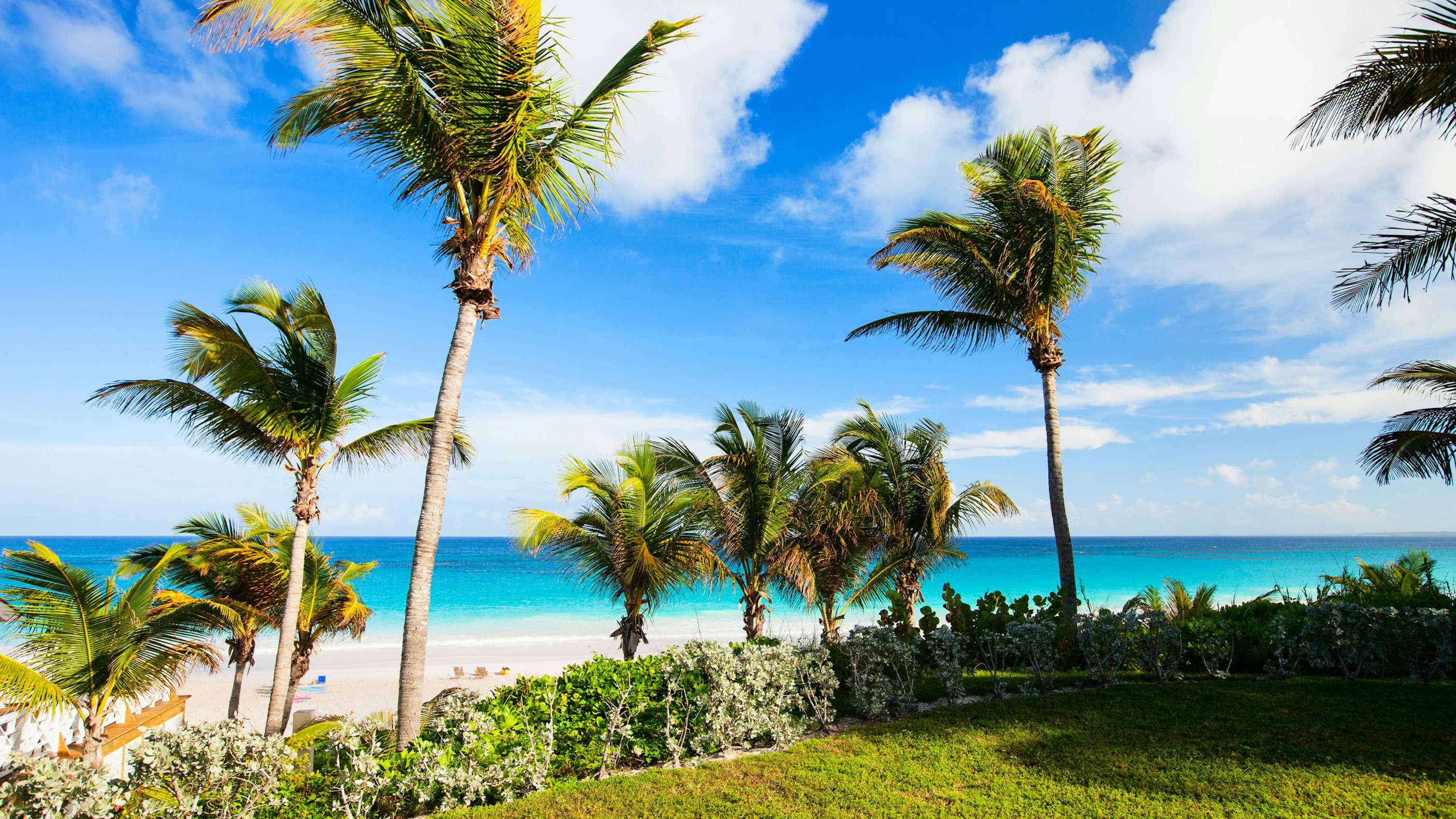 A blissful scene on Harbour Island in the Bahamas, featuring palm trees swaying on the white beach on a slightly windy day—a perfect setting for a Bahamas Yacht Charter.