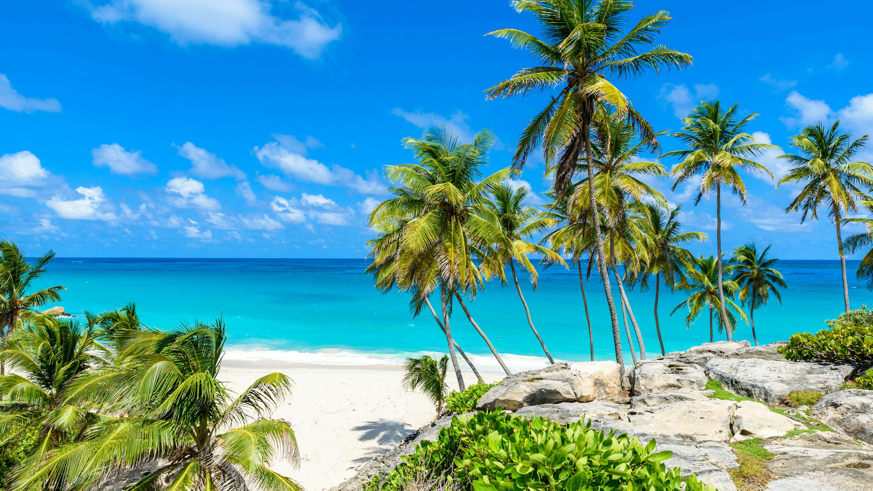 Barbados Yacht Charter - Bottom Bay, Barbados - Paradise beach on the Caribbean island of Barbados. Tropical coast with palms hanging over turquoise sea. Panoramic photo of beautiful landscape.