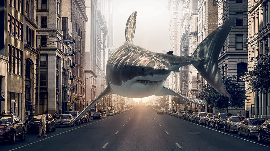 UN-NorthJohnson-Shark-NYC-1600x492-DEC2020